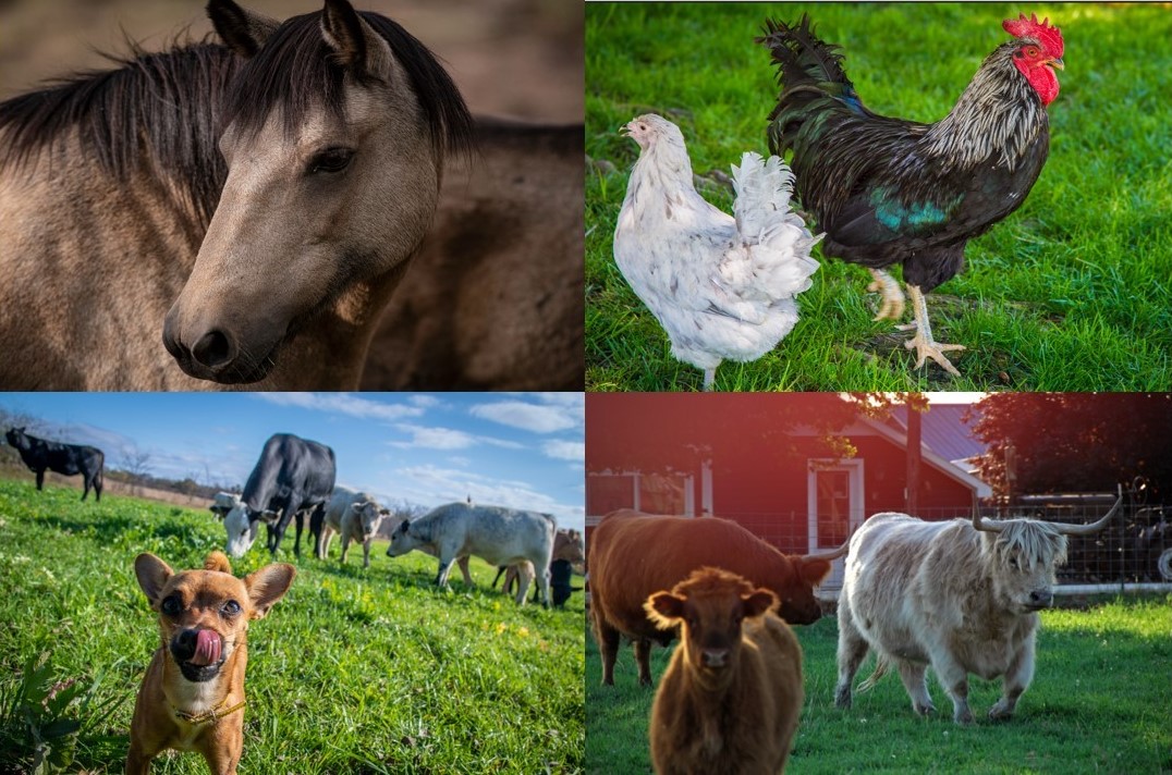 Pictures of horses, dogs, cows, and fowls